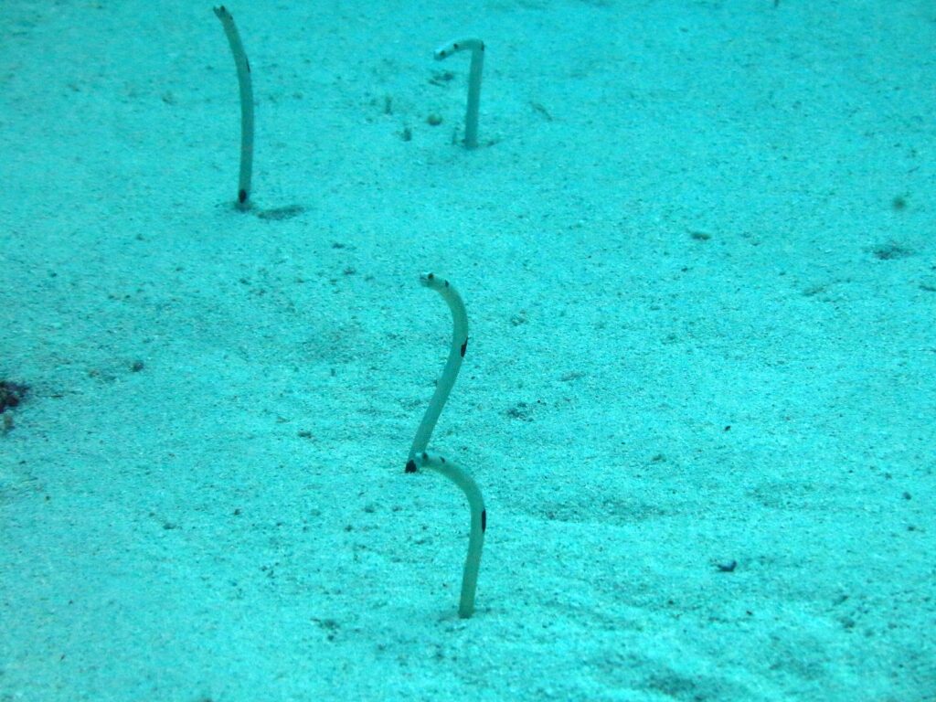 Quattro anguille giardino erette fuori da una sabbia chiara immersa nel blu-verde, sottili come steli, una quasi diritta, una curvata a S e due piegate a uncino in cima