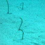 Quattro anguille giardino erette fuori da una sabbia chiara immersa nel blu-verde, sottili come steli, una quasi diritta, una curvata a S e due piegate a uncino in cima