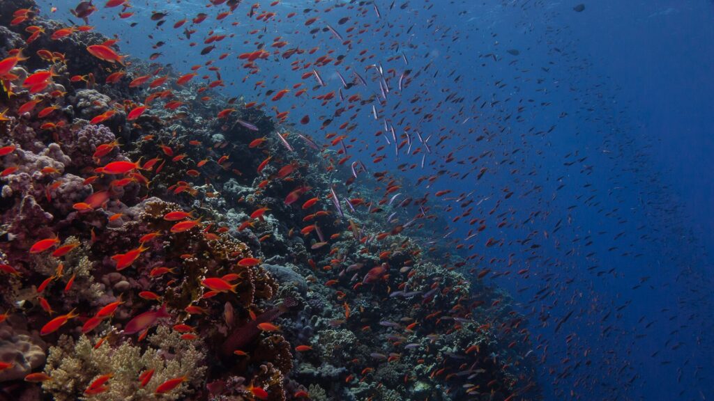 Una parete coperta di corallo di fuoco e di anthias rossi a centinaia, che sprofonda nel blu scuro