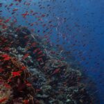 Una parete coperta di corallo di fuoco e di anthias rossi a centinaia, che sprofonda nel blu scuro