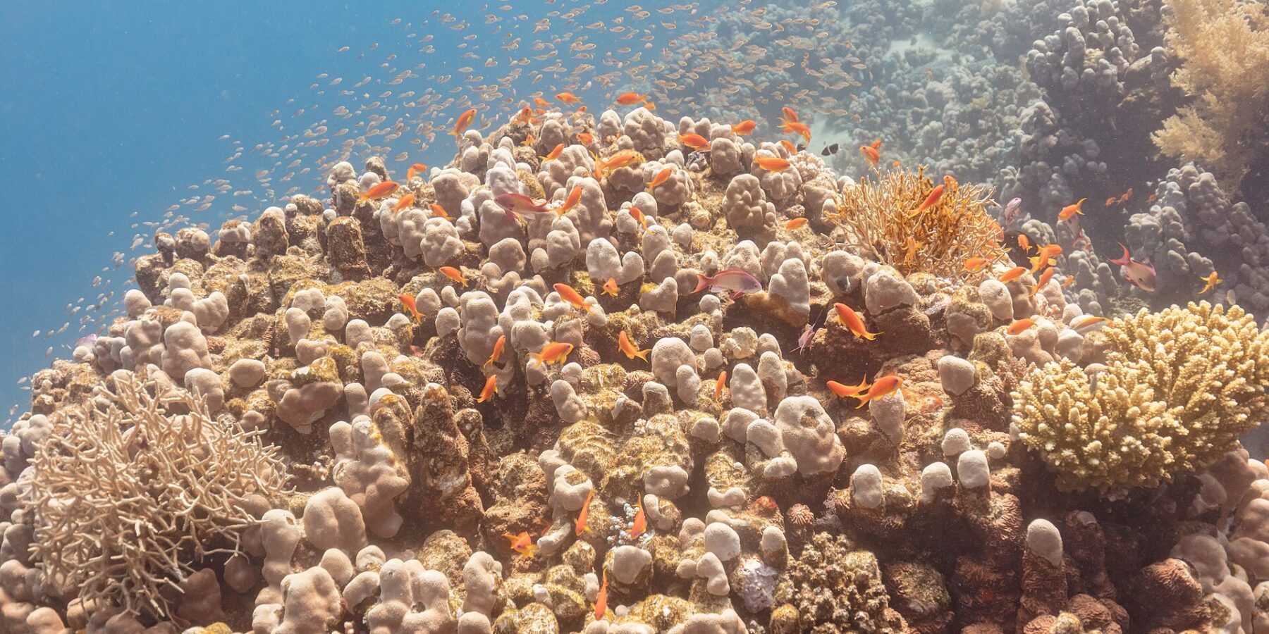 Decine di anthias arancioni e qualche maschio violaceo girano sopra un blocco di corallo, con una nuvola di pesciolini nel blu alle loro spalle