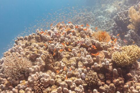Decine di anthias arancioni e qualche maschio violaceo girano sopra un blocco di corallo, con una nuvola di pesciolini nel blu alle loro spalle