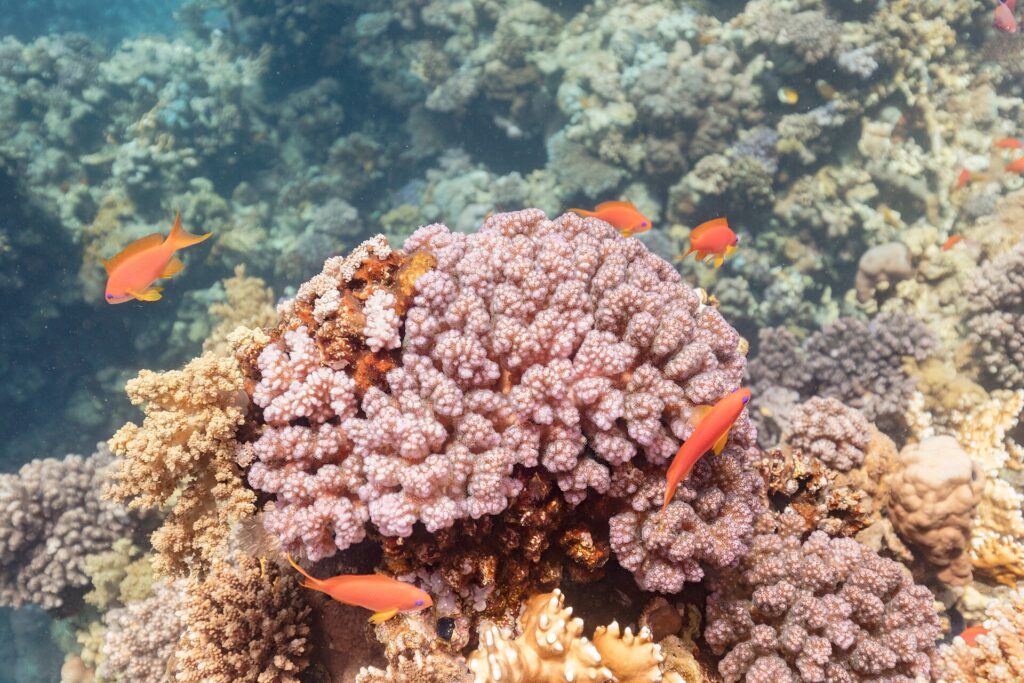 Anthias femmine arancioni dalle pinne gialle, con un segno viola sotto l'occhio, nuotano intorno a un blocco di corallo rosa