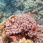 Anthias femmine arancioni dalle pinne gialle, con un segno viola sotto l'occhio, nuotano intorno a un blocco di corallo rosa