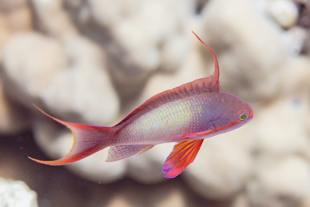 Un anthias maschio di profilo, il corpo lilla punteggiato di giallo, un lungo filamento eretto sul dorso, la pinna pettorale rossa e la coda con le punte allungate