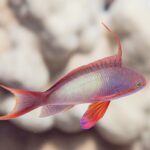 Un anthias maschio di profilo, il corpo lilla punteggiato di giallo, un lungo filamento eretto sul dorso, la pinna pettorale rossa e la coda con le punte allungate