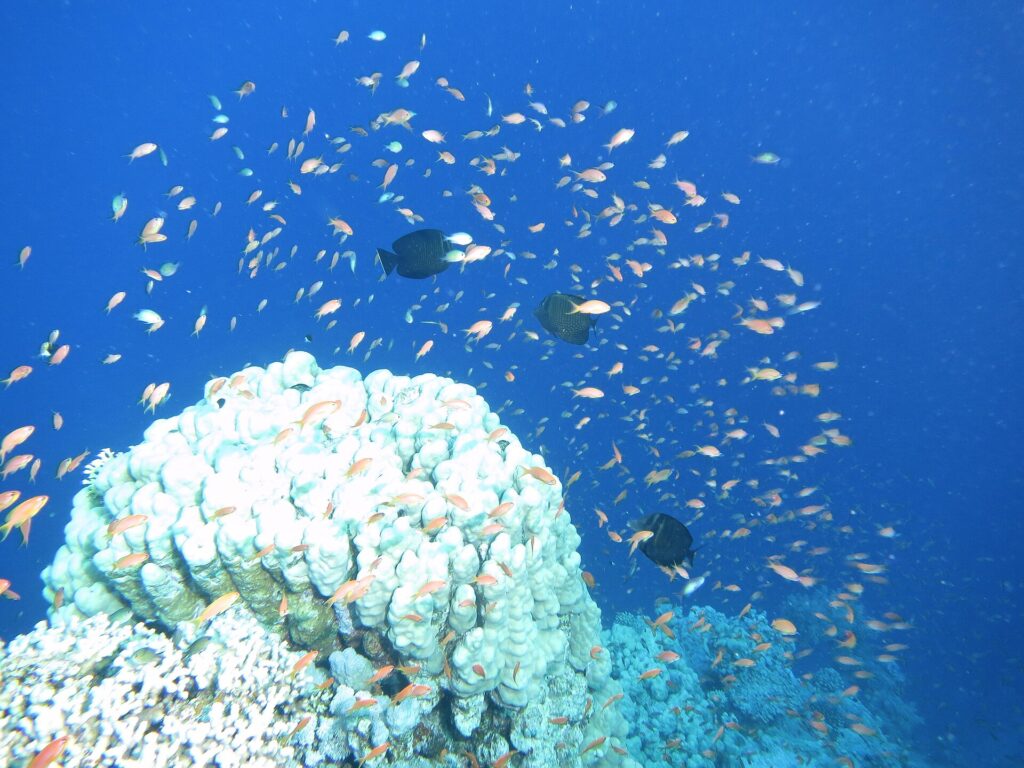 Una nuvola di centinaia di anthias arancioni nel blu, sopra un blocco di corallo bianco, con tre pesci scuri in mezzo al banco