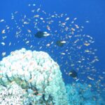 Una nuvola di centinaia di anthias arancioni nel blu, sopra un blocco di corallo bianco, con tre pesci scuri in mezzo al banco