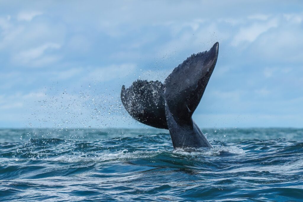 La pinna caudale di una megattera esce dall'acqua di tre quarti, con il bordo posteriore dentellato ben visibile, in uno spruzzo di goccioline sopra un mare mosso