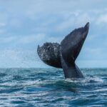 La pinna caudale di una megattera esce dall'acqua di tre quarti, con il bordo posteriore dentellato ben visibile, in uno spruzzo di goccioline sopra un mare mosso