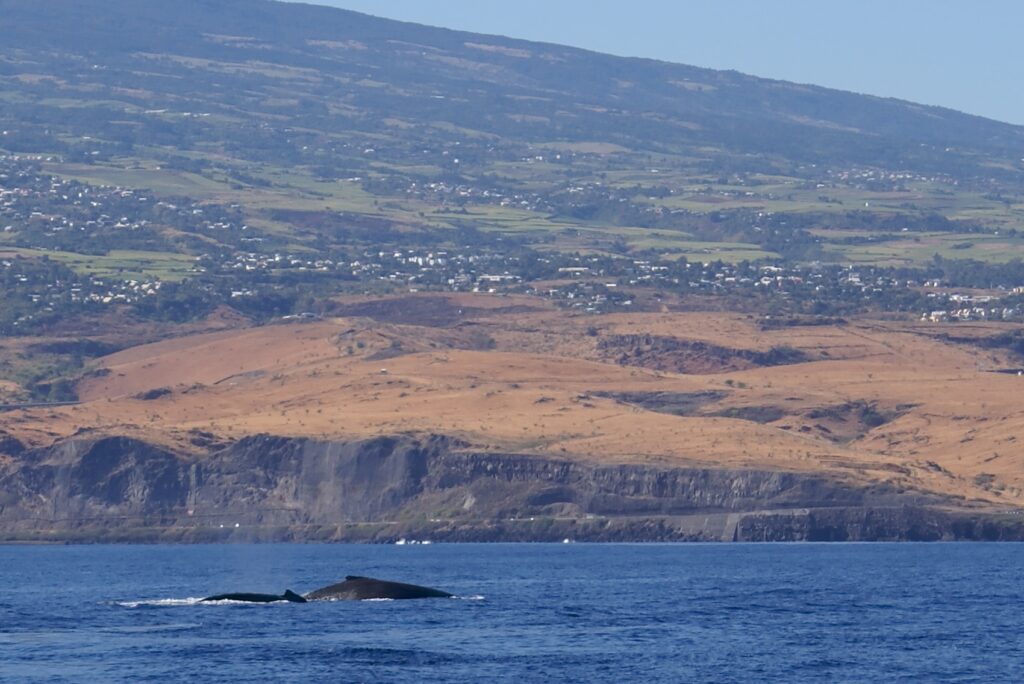 Il dorso di due megattere affiora su un mare blu scuro, davanti a falesie di basalto e pendii di savana secca punteggiati di villaggi