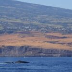 Il dorso di due megattere affiora su un mare blu scuro, davanti a falesie di basalto e pendii di savana secca punteggiati di villaggi