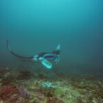 Una manta vira sopra un reef, con un'ala alzata e la bocca aperta, in un'acqua verde-azzurra, a Manta Bay, Nusa Penida