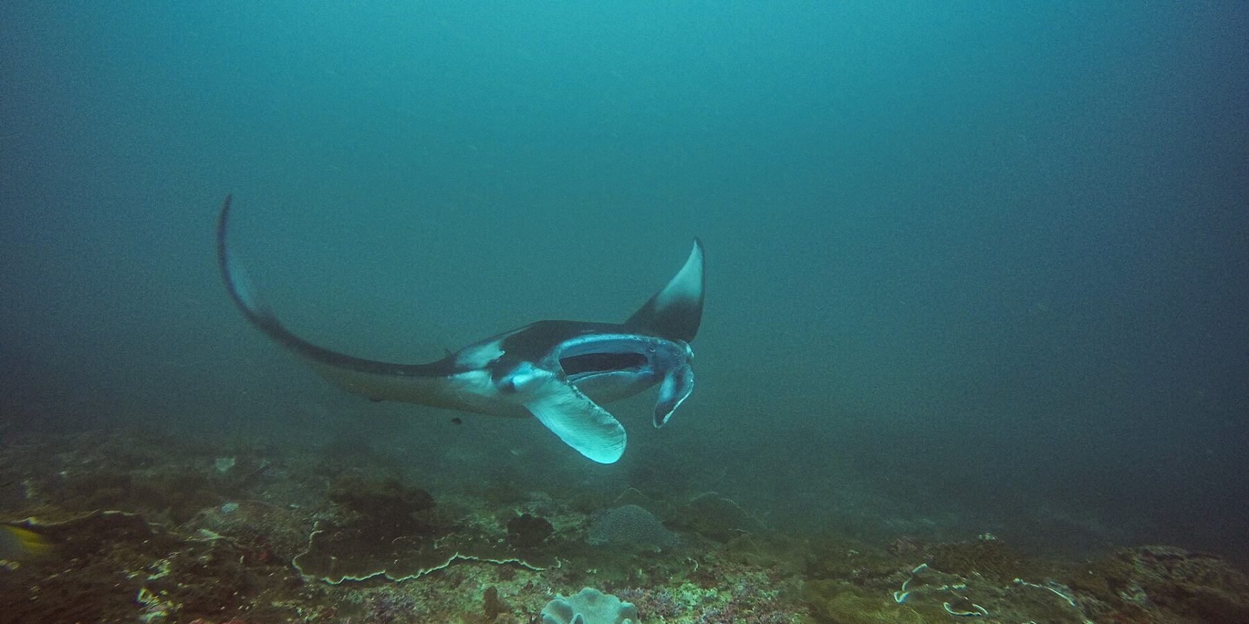 Una manta vira sopra un reef, con un'ala alzata e la bocca aperta, in un'acqua verde-azzurra, a Manta Bay, Nusa Penida