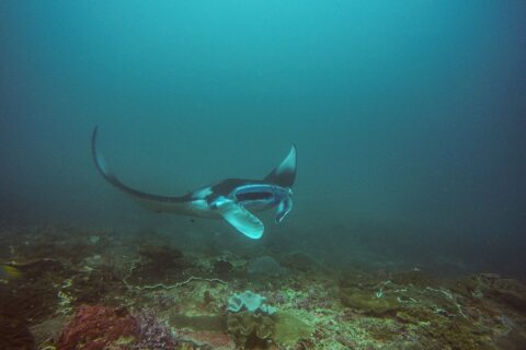 Una manta vira sopra un reef, con un'ala alzata e la bocca aperta, in un'acqua verde-azzurra, a Manta Bay, Nusa Penida