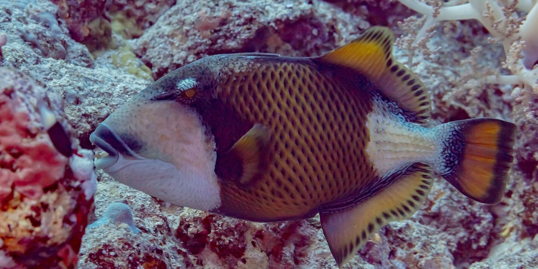 Un pesce balestra titano di profilo sopra il reef, la maschera scura sull'occhio, i baffi neri sopra i denti in vista, la guancia bianca e il corpo giallo bruno quadrettato di nero