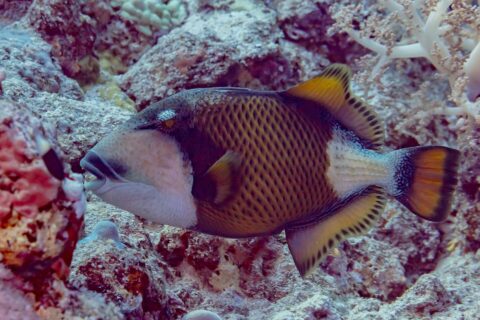 Un pesce balestra titano di profilo sopra il reef, la maschera scura sull'occhio, i baffi neri sopra i denti in vista, la guancia bianca e il corpo giallo bruno quadrettato di nero