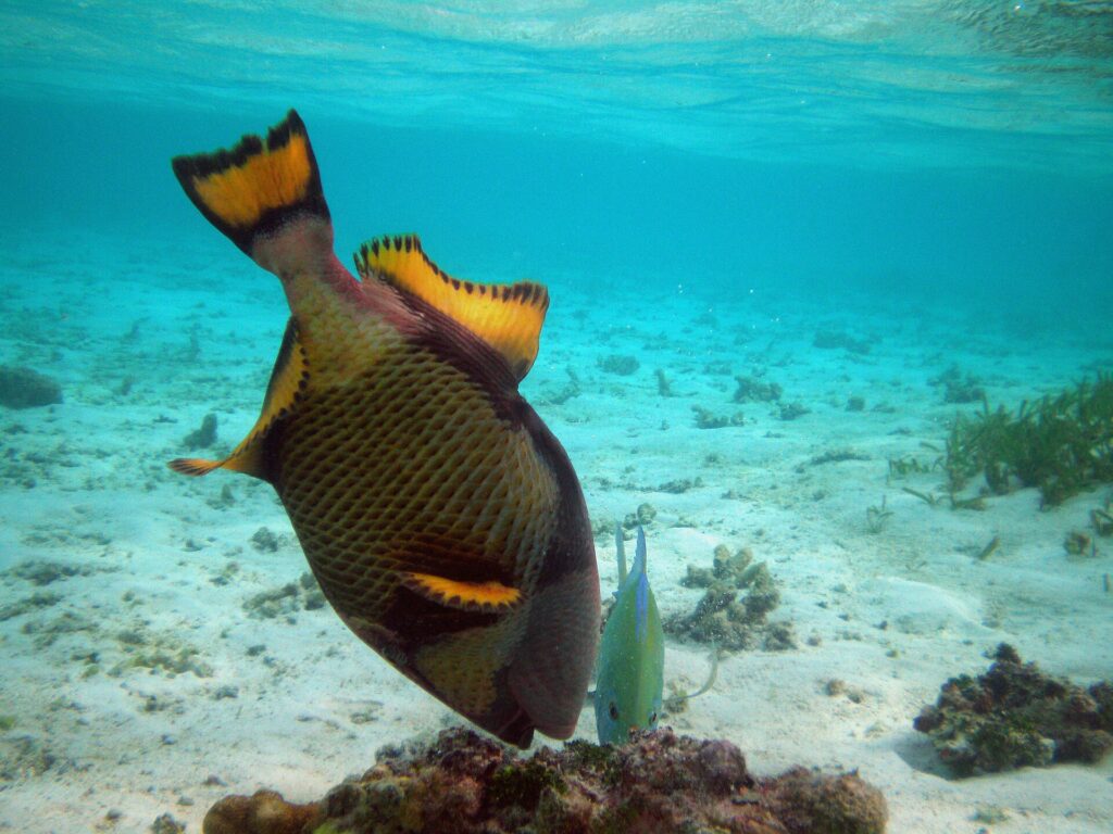 Un pesce balestra titano a testa in giù fruga in un blocco di corallo su un fondo di sabbia chiara, le pinne gialle bordate di nero alzate, con un piccolo carangide verde accanto