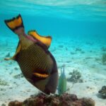 Un pesce balestra titano a testa in giù fruga in un blocco di corallo su un fondo di sabbia chiara, le pinne gialle bordate di nero alzate, con un piccolo carangide verde accanto