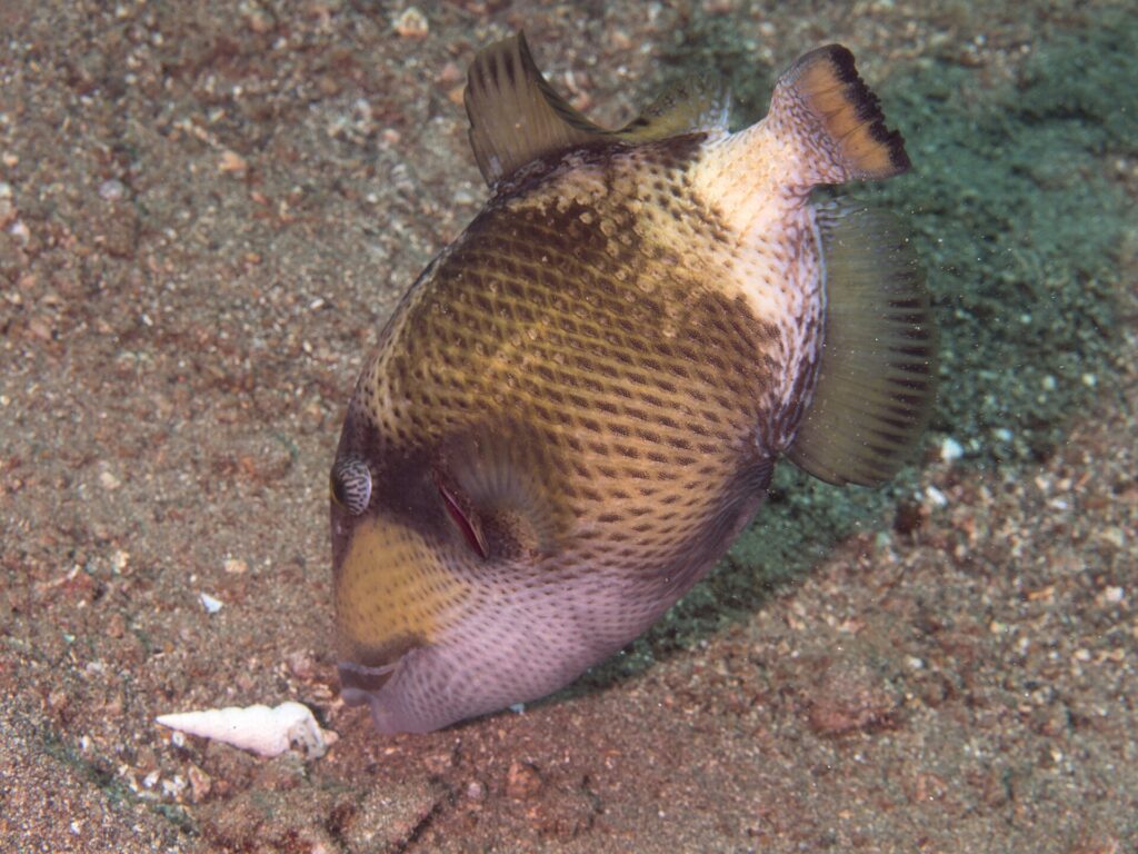 Un giovane pesce balestra titano con il muso contro la sabbia vicino a una conchiglia, il corpo beige punteggiato di macchie scure a rete, una maschera bruna sull'occhio e la guancia rosa pallido
