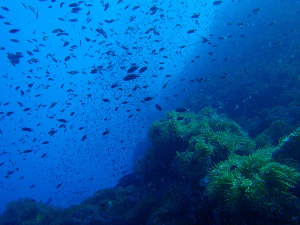 Una nuvola di piccoli pesci scuri turbina nel blu sopra un pinnacolo roccioso tappezzato di anemoni verdi, che occupa la metà destra dell'inquadratura