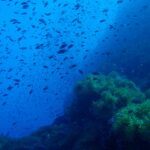 Una nuvola di piccoli pesci scuri turbina nel blu sopra un pinnacolo roccioso tappezzato di anemoni verdi, che occupa la metà destra dell'inquadratura