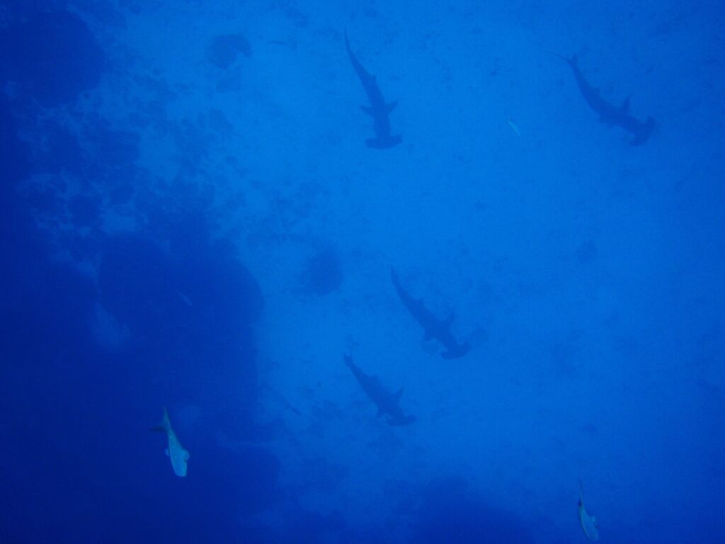 Cinque squali martello smerlati visti dall'alto scendono in fila sparsa lungo una parete rocciosa scura, in controluce in un'acqua di un blu uniforme, con altri due pesci in basso.