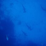 Cinque squali martello smerlati visti dall'alto scendono in fila sparsa lungo una parete rocciosa scura, in controluce in un'acqua di un blu uniforme, con altri due pesci in basso.