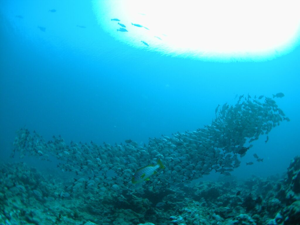 Un banco fitto di pesci grigio argento sfila sopra il reef, con un grugnitore orientale a righe gialle in primo piano e il sole in controluce