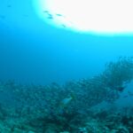Un banco fitto di pesci grigio argento sfila sopra il reef, con un grugnitore orientale a righe gialle in primo piano e il sole in controluce