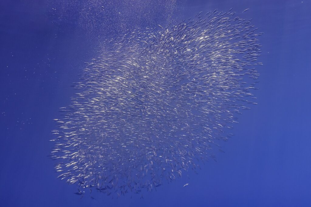 Una nuvola ovale di pesci trombetta argentati si allunga in diagonale nel blu profondo, con bolle d'aria che salgono in alto a sinistra