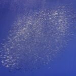 Una nuvola ovale di pesci trombetta argentati si allunga in diagonale nel blu profondo, con bolle d'aria che salgono in alto a sinistra