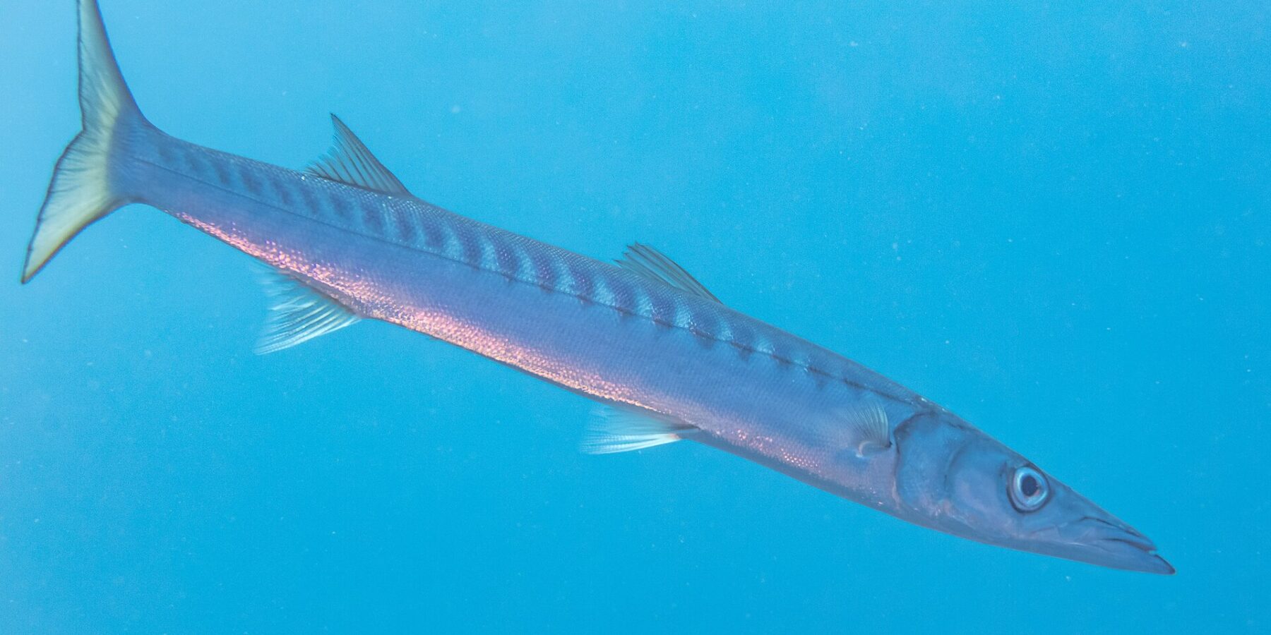 Un barracuda bocca gialla nuota in acqua libera blu, in diagonale, con la testa in basso a destra: corpo lungo e affusolato, muso conico e appuntito con la mascella inferiore sporgente, due pinne dorsali ben separate, numerose barre scure nella parte alta dei fianchi e coda forcuta giallastra.