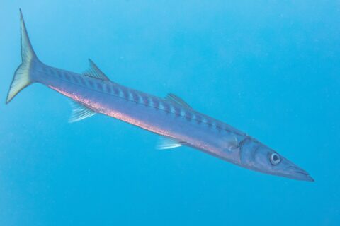 Un barracuda bocca gialla nuota in acqua libera blu, in diagonale, con la testa in basso a destra: corpo lungo e affusolato, muso conico e appuntito con la mascella inferiore sporgente, due pinne dorsali ben separate, numerose barre scure nella parte alta dei fianchi e coda forcuta giallastra.