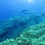 Un grande banco di barracuda bocca gialla nuota verso destra sopra rocce coperte di alghe: corpi argentati, lunghi e sottili, musi appuntiti e numerose barre scure sui fianchi.
