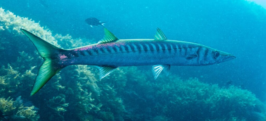Un barracuda bocca gialla visto di profilo, con la testa a destra, davanti ad alcune alghe: corpo lungo e sottile, due pinne dorsali ben separate, coda e pinne tinte di giallo-verde, e una fila fitta di barre scure che scendono dal dorso fino a metà dei fianchi.