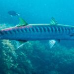 Un barracuda bocca gialla visto di profilo, con la testa a destra, davanti ad alcune alghe: corpo lungo e sottile, due pinne dorsali ben separate, coda e pinne tinte di giallo-verde, e una fila fitta di barre scure che scendono dal dorso fino a metà dei fianchi.
