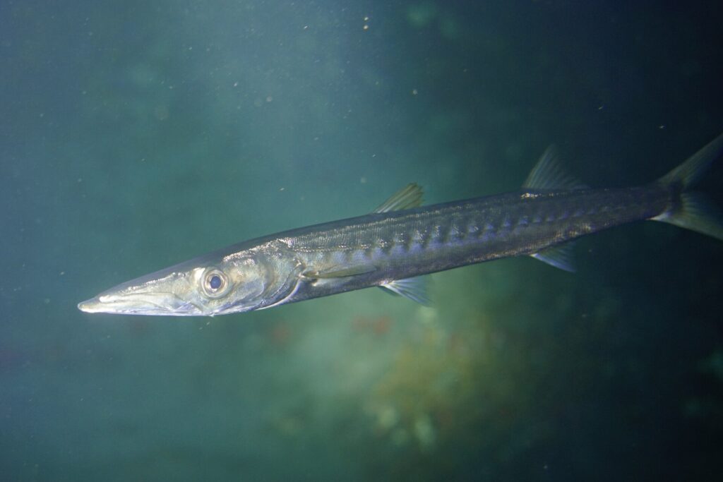 Un barracuda bocca gialla visto da vicino, con la testa verso sinistra, in un'acqua verde: muso lungo e appuntito, mascella inferiore in avanti, occhio grande, corpo argentato segnato da barre scure di traverso sui fianchi.