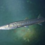 Un barracuda bocca gialla visto da vicino, con la testa verso sinistra, in un'acqua verde: muso lungo e appuntito, mascella inferiore in avanti, occhio grande, corpo argentato segnato da barre scure di traverso sui fianchi.