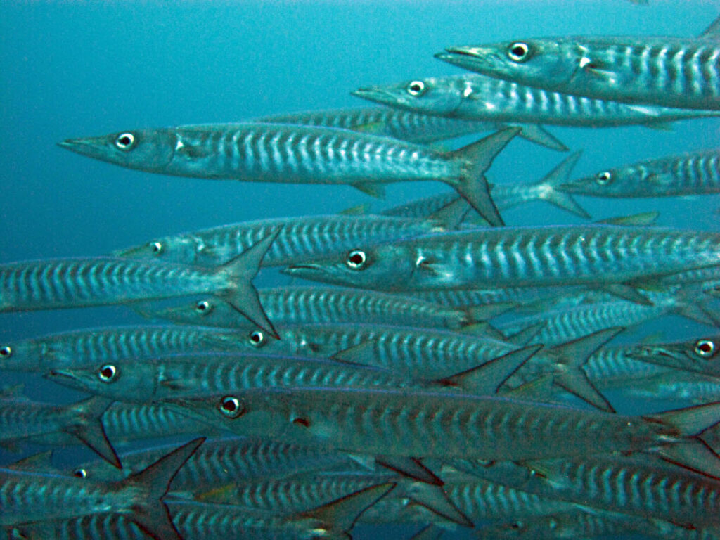 Un fitto banco di barracuda argentati con i fianchi segnati da bande scure a V, che nuotano verso sinistra e riempiono l'inquadratura su uno sfondo d'acqua blu.
