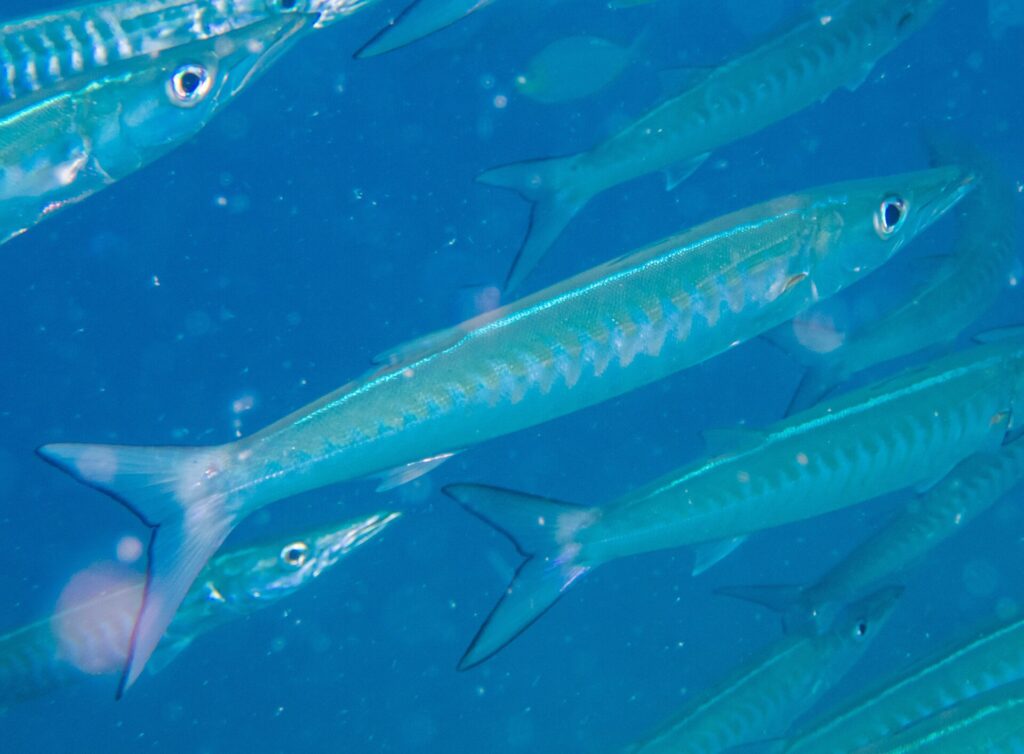 Un barracuda a bande dal corpo blu argentato, con i fianchi segnati da bande a V, sfila in diagonale verso destra in mezzo al suo banco, in un'acqua blu carica di particelle
