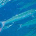 Un barracuda a bande dal corpo blu argentato, con i fianchi segnati da bande a V, sfila in diagonale verso destra in mezzo al suo banco, in un'acqua blu carica di particelle