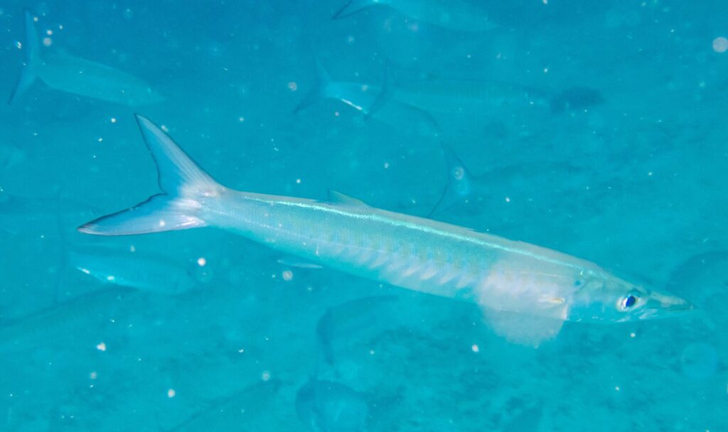 Un barracuda a bande pallido e argentato nuota di profilo verso destra in un'acqua turchese lattiginosa carica di particelle, con le altre sagome del banco sfumate dietro