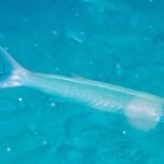 Un barracuda a bande pallido e argentato nuota di profilo verso destra in un'acqua turchese lattiginosa carica di particelle, con le altre sagome del banco sfumate dietro