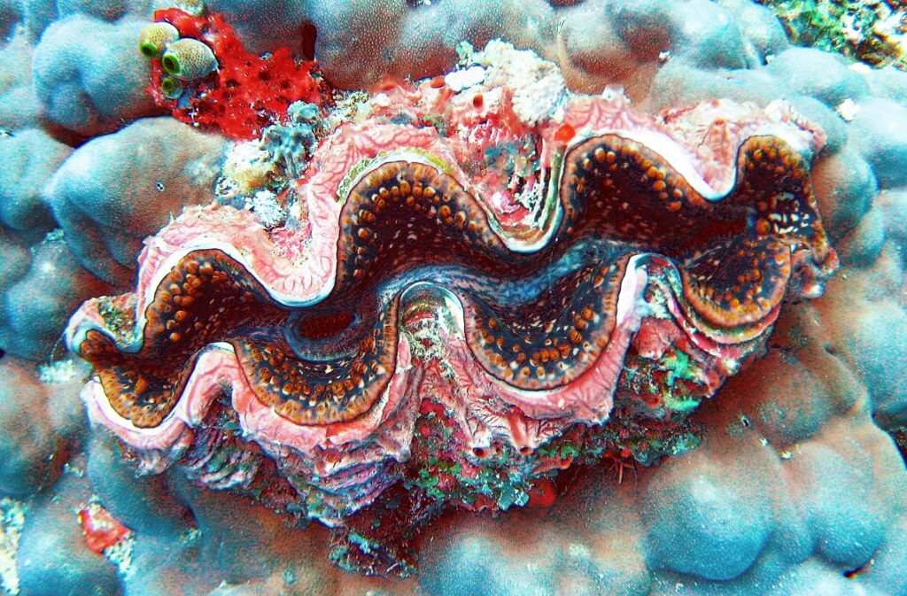 Una tridacna dal mantello ondulato rosa, bruno e blu, orlato di puntini arancioni, incastrata in un corallo massiccio grigio-blu, con una spugna rossa e ascidie verdi