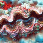 Una tridacna dal mantello ondulato rosa, bruno e blu, orlato di puntini arancioni, incastrata in un corallo massiccio grigio-blu, con una spugna rossa e ascidie verdi