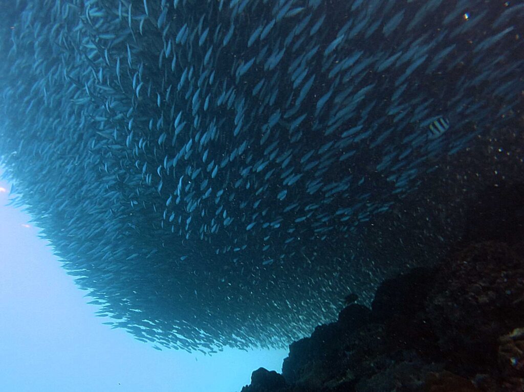 Visto dal basso, un banco di sardine stretto in una massa compatta sopra il reef scuro, un pesce sergente a righe sulla destra e l'azzurro del largo in basso a sinistra.
