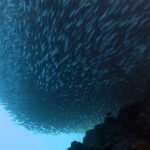 Visto dal basso, un banco di sardine stretto in una massa compatta sopra il reef scuro, un pesce sergente a righe sulla destra e l'azzurro del largo in basso a sinistra.