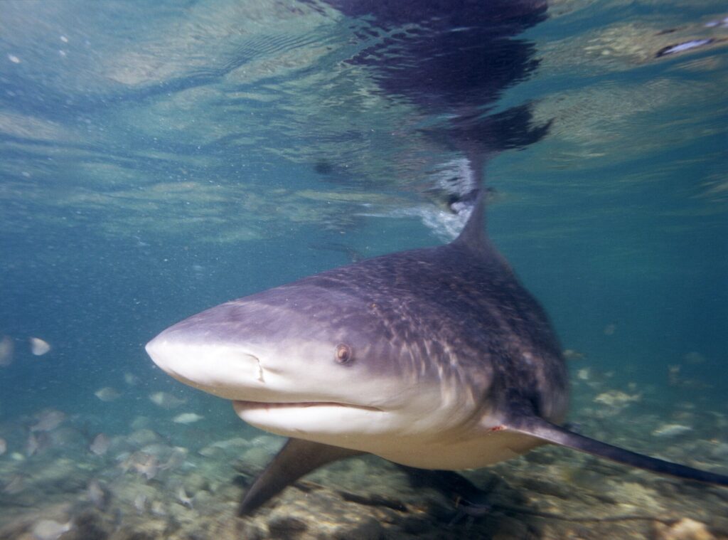 Uno squalo leuca di tre quarti si avvicina all'obiettivo in acqua bassissima, muso largo e arrotondato, con la dorsale che tocca la superficie dove si riflette, sopra un fondale di sabbia e detriti.