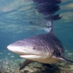 Uno squalo leuca di tre quarti si avvicina all'obiettivo in acqua bassissima, muso largo e arrotondato, con la dorsale che tocca la superficie dove si riflette, sopra un fondale di sabbia e detriti.